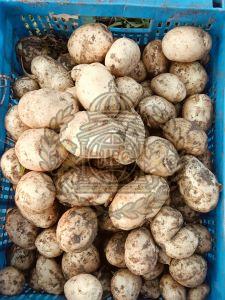 Brown A Grade Fresh Potato