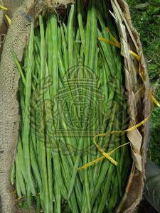 A Grade Fresh Green Drumstick