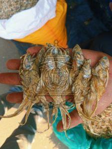 Whole Brown Dried Ribbon Fish