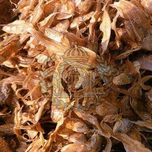 Whole Brown Dried Ribbon Fish