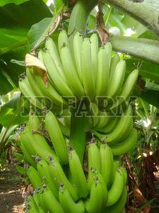 Fresh G9 Green Banana