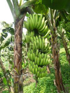 Raw Green Banana