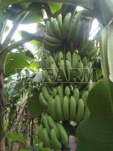 Fresh G9 Green Banana