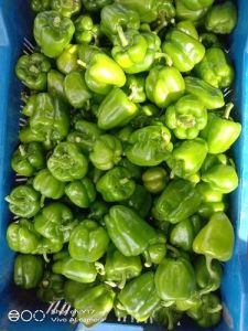 Fresh Green Capsicum