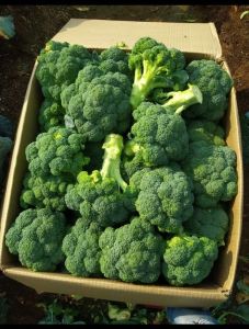 Fresh Green Broccoli