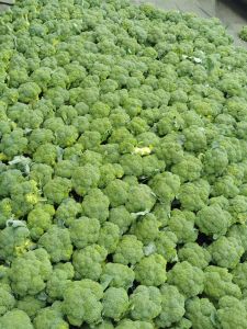 Fresh Green Broccoli