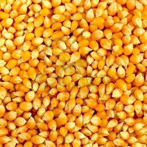 Corn Seeds