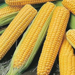 Yellow Corn