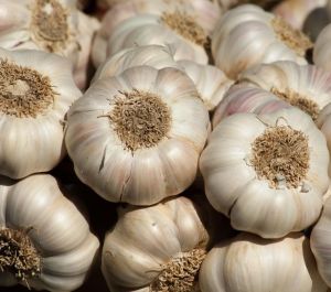 Raw White Garlic