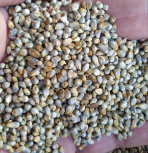Bajra Millet Seeds
