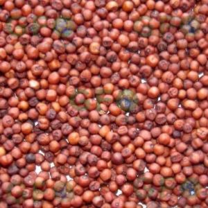 Ragi Finger Millet