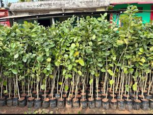 Premium Red Sandalwood Plants