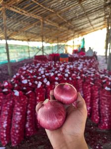 Fresh Red Onion