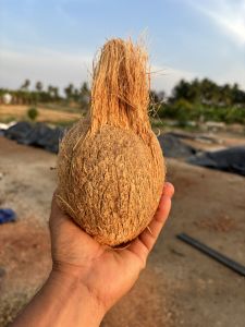 Semi Husked Coconut