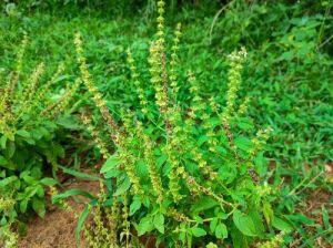 Basil Seeds