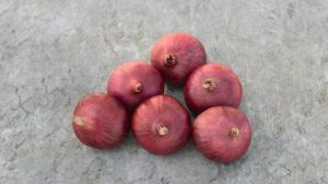 Red Onion Seeds