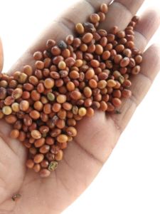 Whole Toor Dal