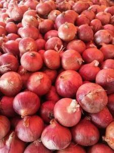 Maharashtra Red Onion