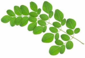 Moringa Oleifera Leaves