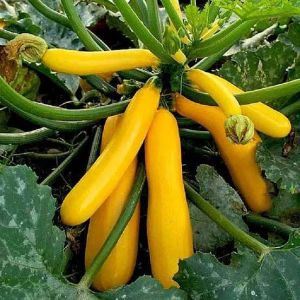 Fresh Golden Zucchini