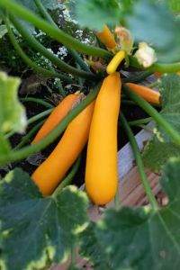 Fresh Yellow Zucchini