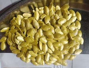 Dried Zucchini Seeds