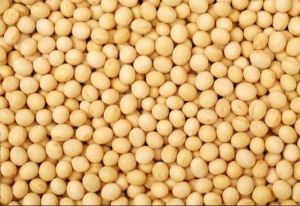 Organic Yellow Pea
