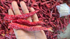 Dry Red Chili