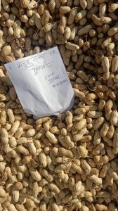 Groundnut