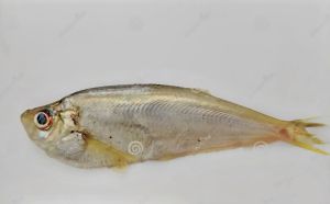 Malabar Thryssa Dry Fish