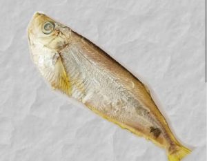 Dried Raconda Fish