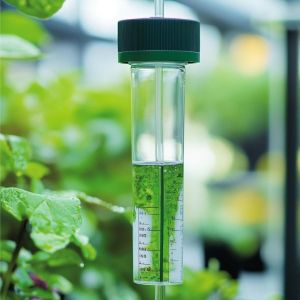 Nicotine Alkaloid 95%