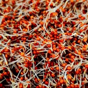 Dehydrated Sprouted Ragi