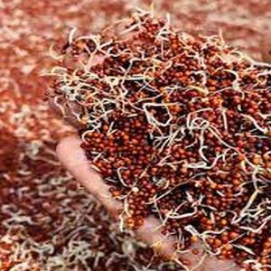 Dehydrated Sprouted Ragi