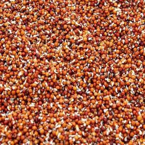 Dehydrated Sprouted Ragi