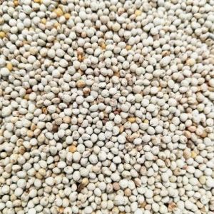 Premium Perilla Seeds