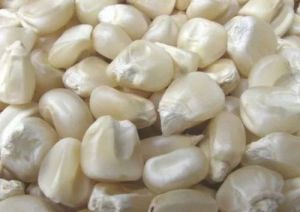 White Corn Seeds