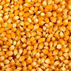 Yellow Maize Grain