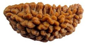 1 Mukhi Rudraksh Bead