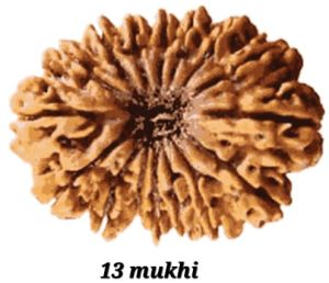 13 Mukhi Rudraksh Bead