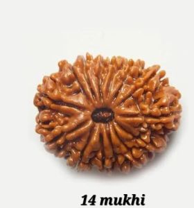 14 Mukhi Rudraksh Bead