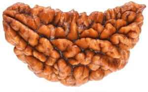 3 Mukhi Rudraksh Bead