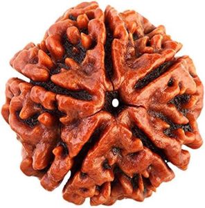 9 Mukhi Rudraksh Bead