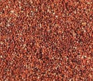 Ragi Millet Seeds