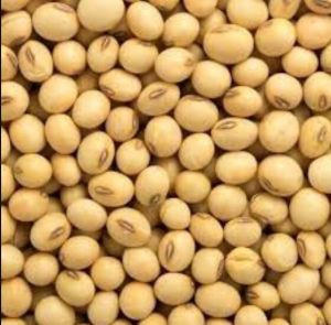 Soyabean Farming Seeds