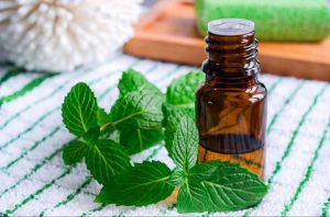Peppermint Fragrance Oil