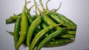 Green Chilli