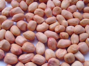 Java Peanuts