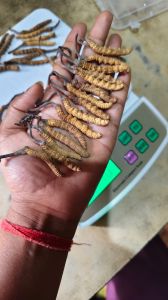 Cordyceps Militaris Mushroom