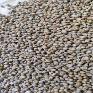 Whole Green Millet Seeds